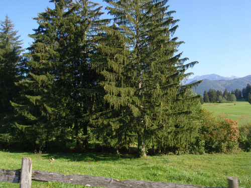 Schwangau Area Bike Tour.